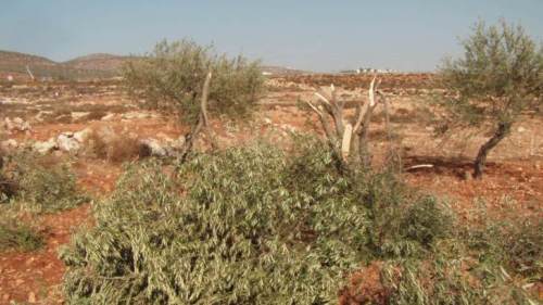Olive trees destroyed in 'Price Tag' attacks
